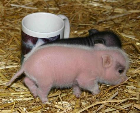 Pot Belly Pig Pet Lifespan | Pets Animals US