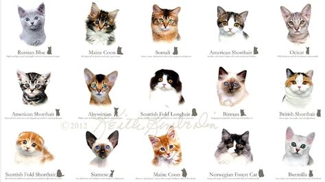 Breeds Of Cats - Cat Choices