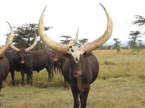 Ankole Cattle: Everything You Need to Know | Bizhack Kenya