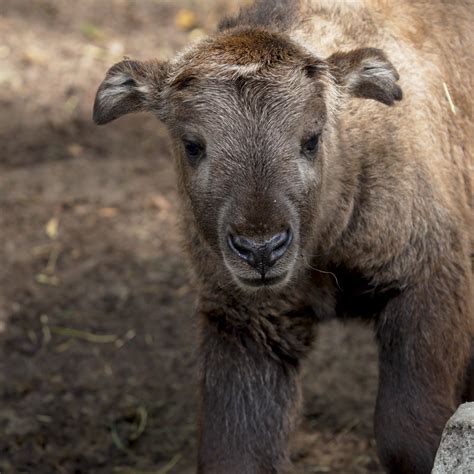 San Diego Zoo Wildlife Alliance on Twitter: "Golden boy We're happy to ...