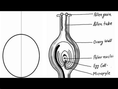 Diagram showing germination of pollen on stigma of a flower - YouTube ...