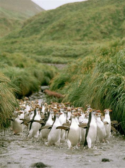 The tiny green island where penguins rule | Macquarie island, Penguins ...