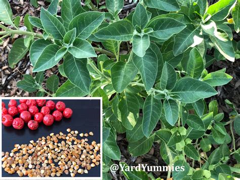 Ashwagandha SEEDS 50 Seeds Withania Somnifera Indian | Etsy