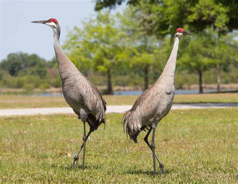 11 Birds That Look Like Cranes (Species + Habitats)