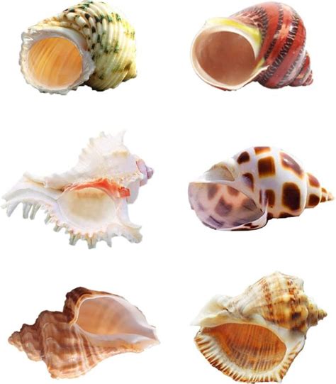 Hermit Crab Shells Medium To Large Growth Turbo Seashells 1”-2” Openning Size Natural Supplies ...