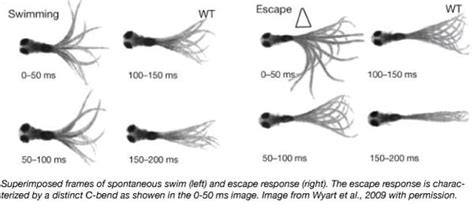 Zebrafish as a Model for Behavior: Swimming into the Optogenetic Spotlight