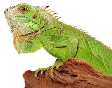 Pet Green Iguana Cages & Habitat