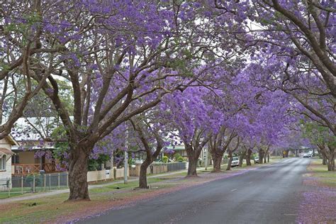 Holtys Photos .: Grafton Jacaranda Festival 2012