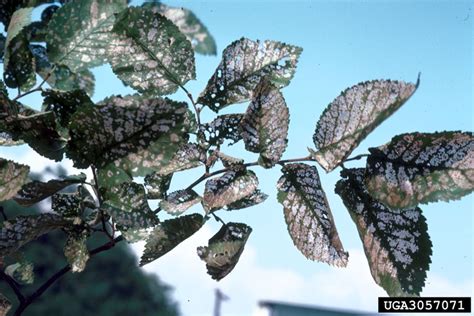 Elm Leaf Beetle: Got Pests? : Board of Pesticides Control: Maine DACF