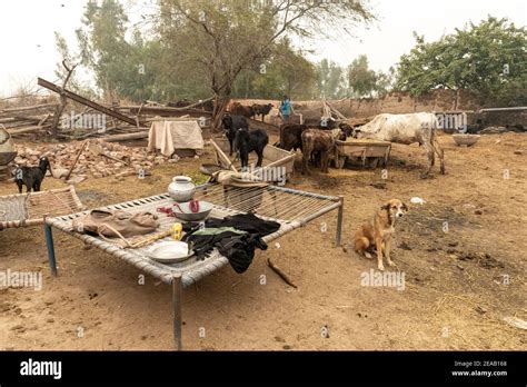 Rural Life, Punjab, Pakistan Stock Photo - Alamy