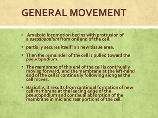 Locomotion of cell | PPT