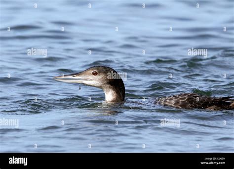 Great northern diver winter plumage hi-res stock photography and images ...