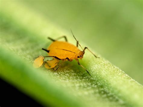 Milkweed aphids Pictures - AZ Animals