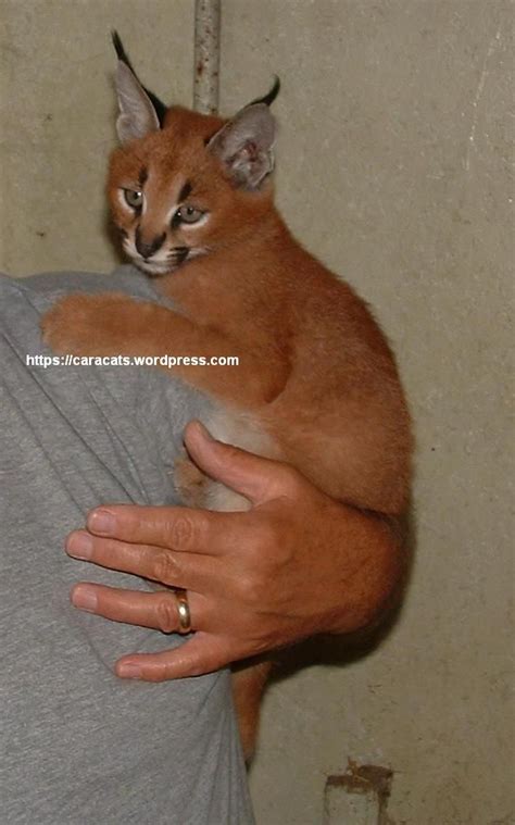 Lynx Hybrid Cats for Sale | Caracat – Caracats cat – kittens | Hybrid cat, Cats, Cat lover quote