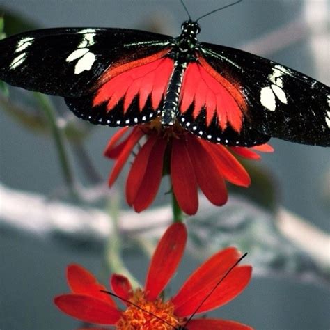 red white black and gray | Beautiful butterflies, Butterfly, Butterfly ...