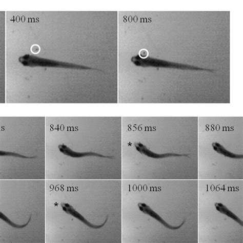 Changes in zebrafish morphology and predatory behavior across ontogeny.... | Download Scientific ...