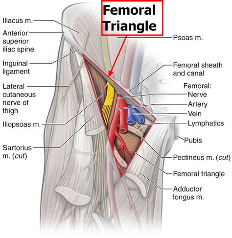 Femoral Artery - Common, Superficial, Deep - Location & Function