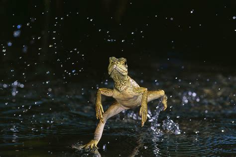 How to see Jesus lizard in Granada