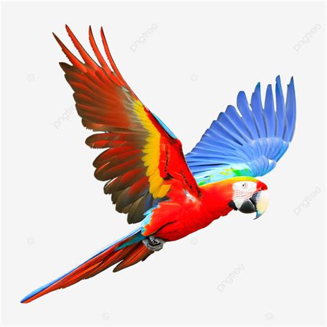 Isolated Scarlet Macaw Parrot Flying On Transparent, Parrot, Bird ...