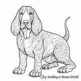 Basset Hound Coloring Pages  Free & Printable sketch template
