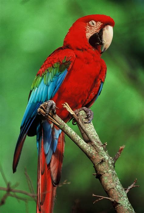 tropical rainforest bird.jpg : Biological Science Picture Directory – Pulpbits.net