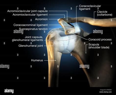 Shoulder Joint Anatomy Muscles Ligaments Movements Ke - vrogue.co