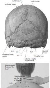 8 Huatuojiaji ideas | acupuncture, reflexology, acupressure