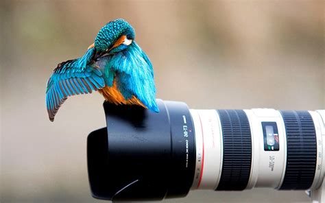 animals, Nature, Birds, Kingfisher, Canon, Camera Wallpapers HD ...