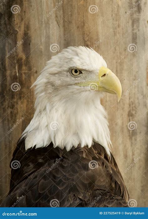 The American Bald Eagle is a National Symbol Stock Image - Image of ...