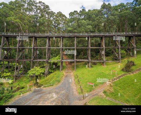 Noojee old trestle bridge in eucalyptus forest Stock Photo - Alamy