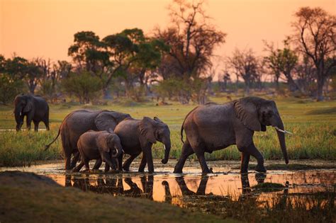 Why Botswana is no longer a safe haven for elephants