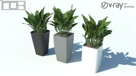 Plants | 3D Warehouse