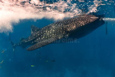 Whale shark feeding stock image. Image of tourism, blue - 173347139