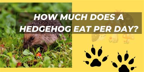 How Much Does a Hedgehog Eat Per Day? [A Comprehensive Guide]