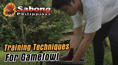 Training Gamefowl for Sabong Fights: Techniques and Tips for Success