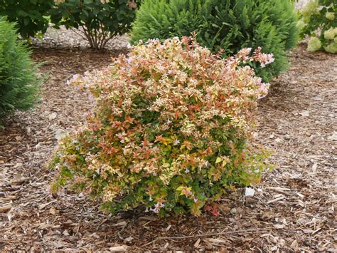 Abelia - Funshine® - Abelia grandiflora - Pleasant View Gardens