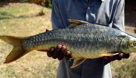 MP experiments with artificial breeding of Mahseer – Wildlife Association of South India