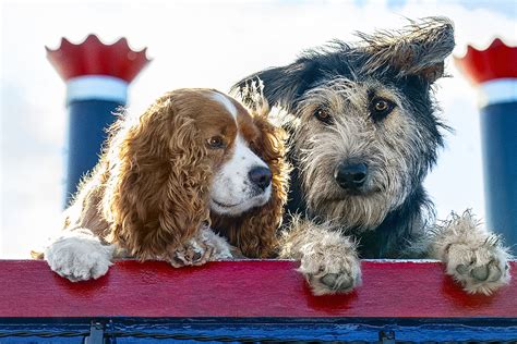 Meet the real dogs of Disney’s new ‘Lady and the Tramp’