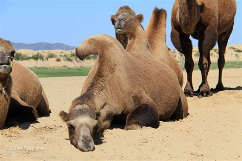 Lisa Parsons - Bactrian Camels