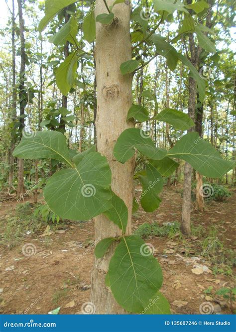 Young Teak Tree and the Teak Forest Stock Photo - Image of environment, beautiful: 135607246