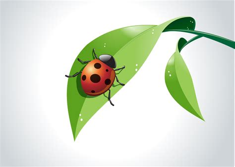 Vector of ladybug on green leaf. 34499130 Vector Art at Vecteezy