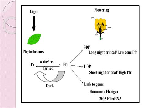 Physiology of flowering, photoperiodism