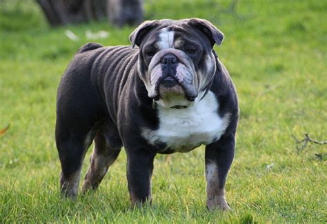 Olde English Bulldogge – The Bulldog Addict