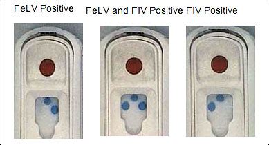 FIV- Feline Immunodeficiency Virus | Veterinarians Canton New York | Canton Animal Clinic