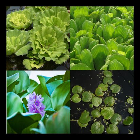 Floating|Pond|Plants – Page 2 – Pond Plants Online