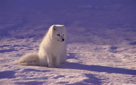 Arctic Fox 4K Wallpapers - Top Free Arctic Fox 4K Backgrounds ...