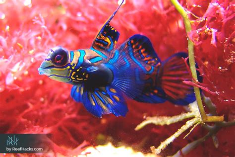 mandarin goby - Google Search | Goby fish, Mandarin fish, Saltwater fish tanks