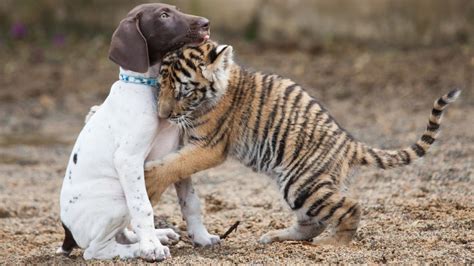 Baby Bengal Tiger Becomes Best Friends With a Playful Puppy, At Least ...