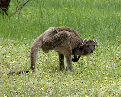 TIL: About "domestication syndrome". Only elephants have floppy ears in the wild. Dogs, rabbits ...