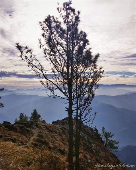 a lone pine tree on top of a mountain